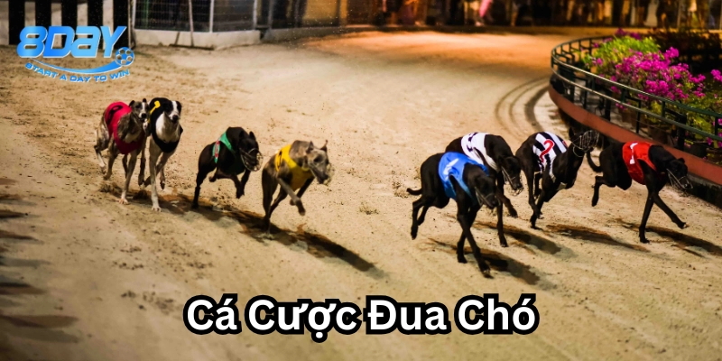 Cá Cược Đua Chó là gì? 