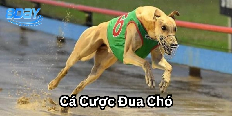 Các kèo Cá Cược Đua Chó hấp dẫn 