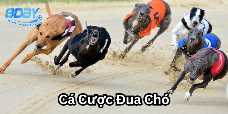 Cá Cược Đua Chó – Mẹo Hay Chinh Phục Trăm Trận Trăm Thắng